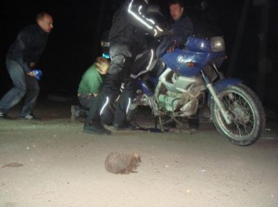 Маловата 2009