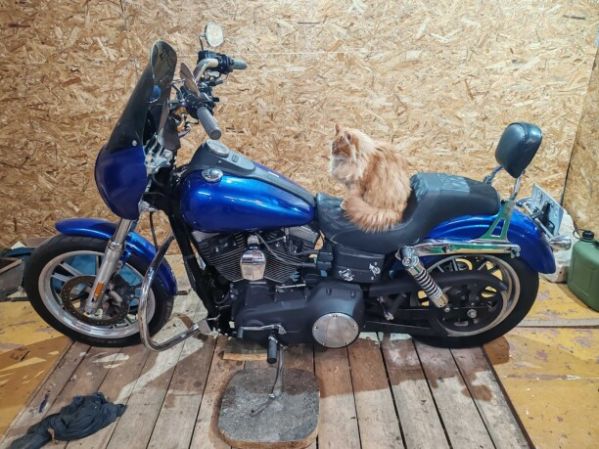 Harley-Davidson Dyna street Bob fxdbil, 2006 г.