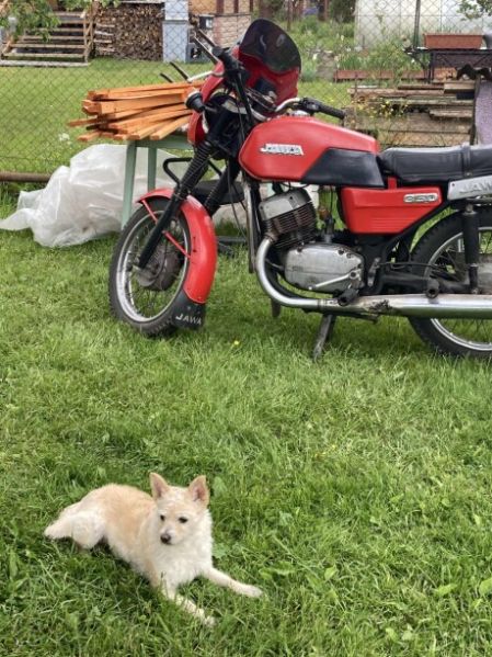 Jawa 350, 1982 г.