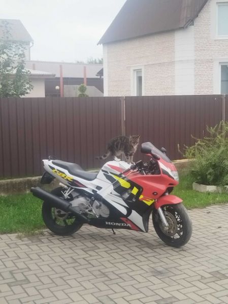 Honda CBR 600 F3, 1997 г.