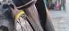 Regulmoto Sport 003 Pro, 2025 г.