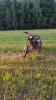 Sanchez Maniac CB250D, 2025 г.