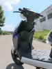 Vento City 50, 2025 г.