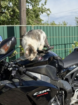 Honda CBR, 2014 г.