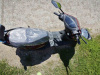 Эксклюзив Редкая модель Tsunami Boxer 1500w NEW, 2024 г.