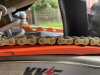 Kews K23, 2024 г.