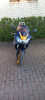 Honda CBR 929RR, 2000 г.