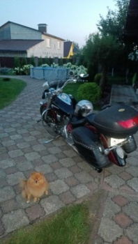 Yamaha XV, 2003 г.