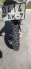 Regulmoto Holeshot 175fmm 4 клапана, 2023 г.