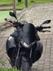 Buell 1125 Cr, 2008 г.