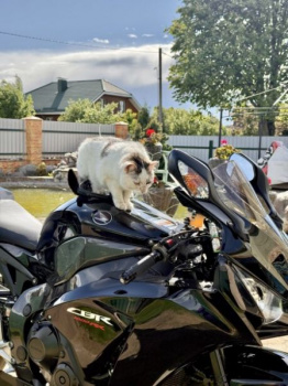 Honda CBR, 2014 г.